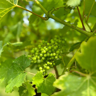 August in the Vineyard