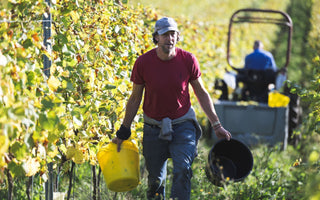 Cellar Hand / Vineyard Assistant