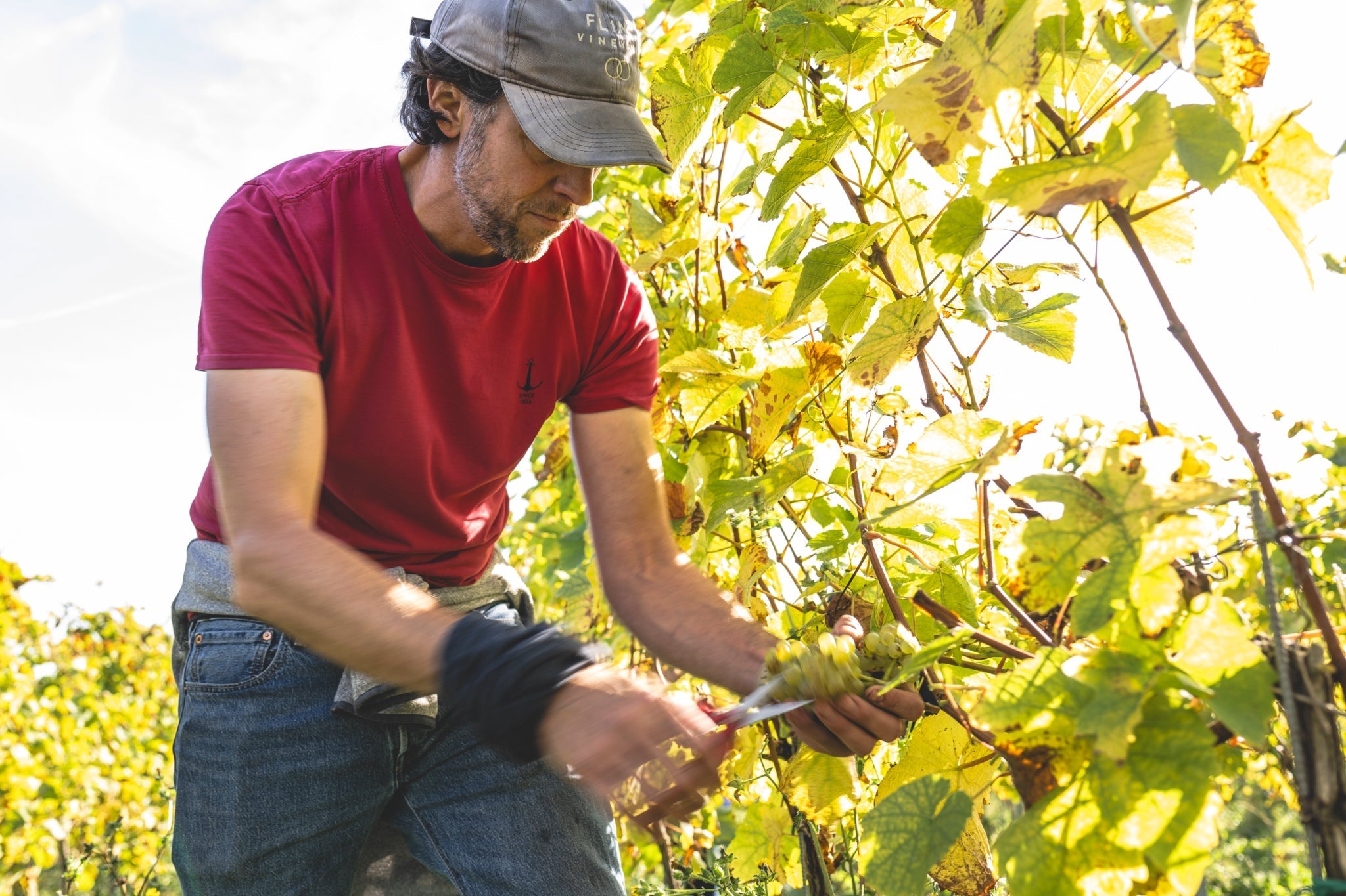 Temporary Harvest Workers wanted immediately