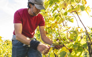 Temporary Harvest Workers wanted immediately