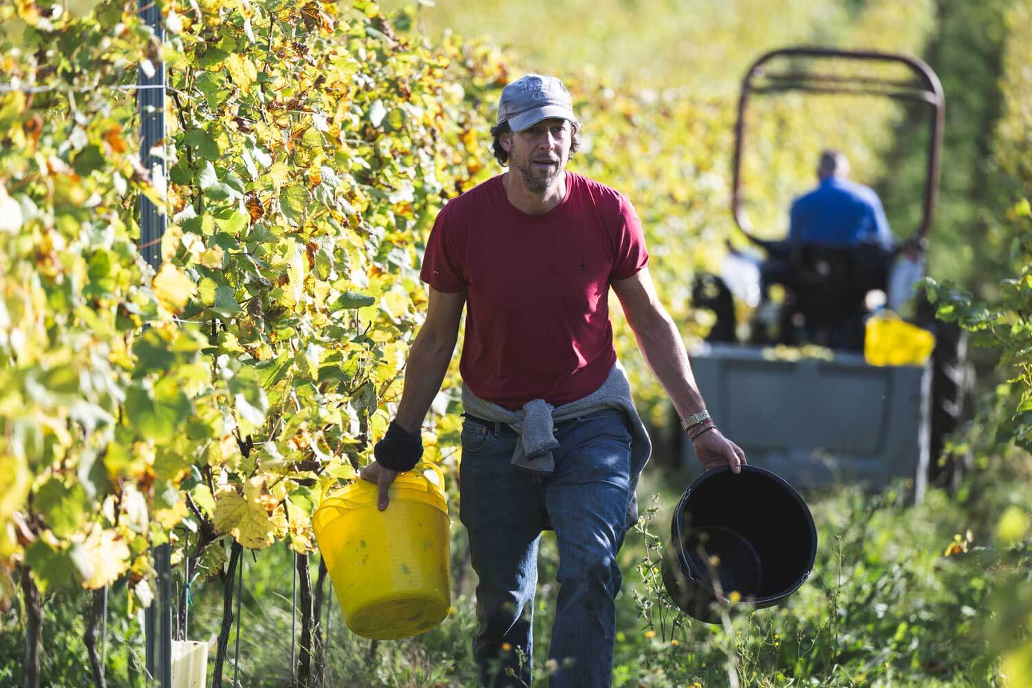 Tractor Driver / Vineyard Assistant