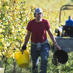 Tractor Driver / Vineyard Assistant