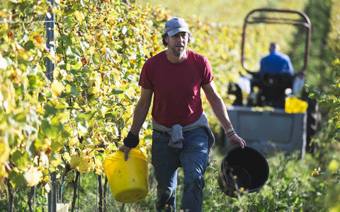 Tractor Driver / Vineyard Assistant