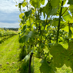 Spring in the Vineyards is Here