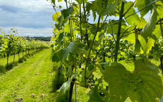 Spring in the Vineyards is Here