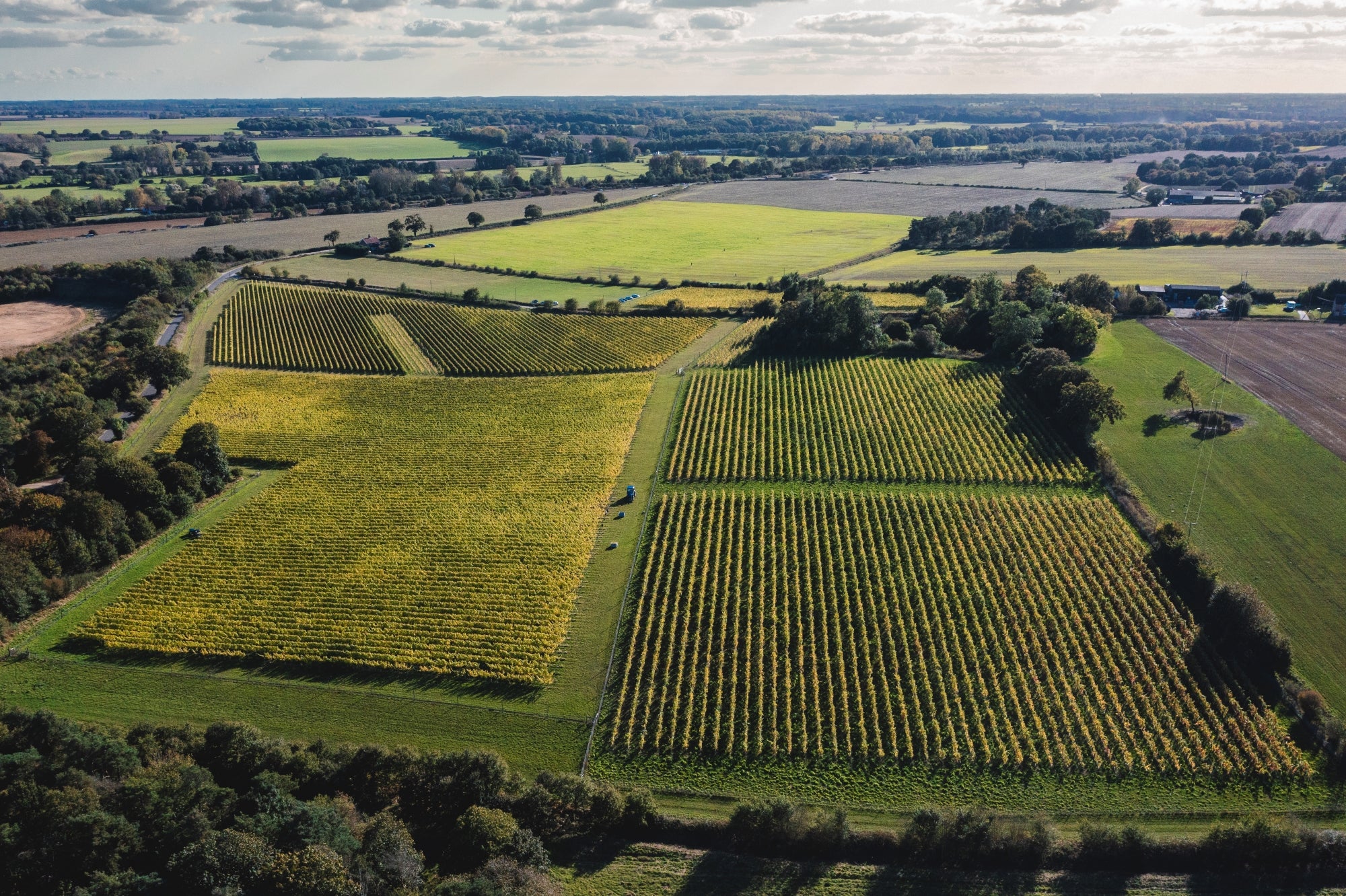 Vineyard Walk & Talk